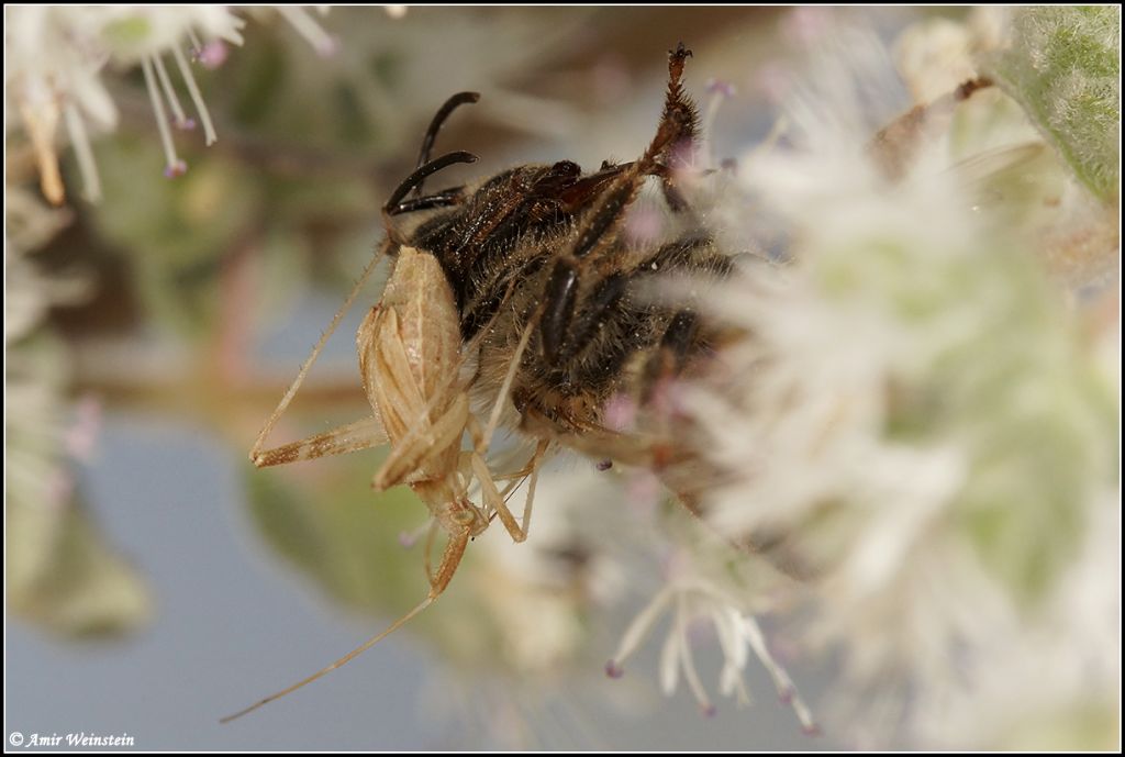 Heteroptera d''Israele